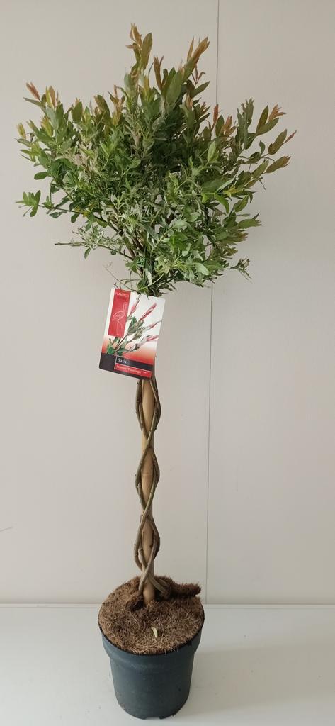 Picture of Salix integra Flamingo P21 (4 Ltr) 70/CM VLECHTSTAM