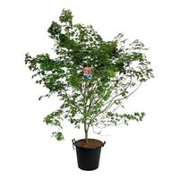 Acer pse. North Wind