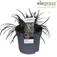 Ophiopogon pla. Niger