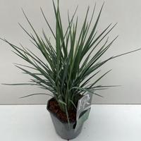 Dianella rev. Coolvista
