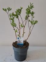 Salix grac. Melanostachys