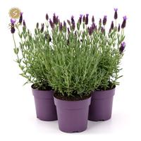 Lavandula st. Anouk Collection