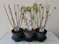 Salix in varieties