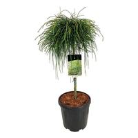 Thuja pl. Whipcord