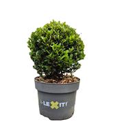 Ilex cr. Dark Green