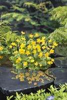 Caltha palustris (25x25)