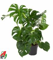 Monstera deliciosa bush XL