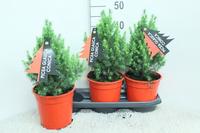 Picea gl. Conica