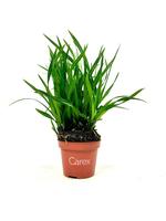 Carex mor. Irish Green