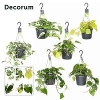 Epipremnum/Philodendron varieties