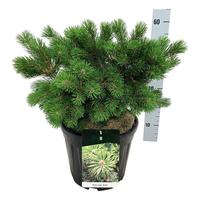 Pinus mugo Gnom
