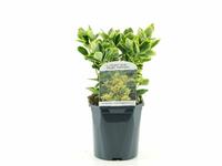 Euonymus jap. Aureomarginatus