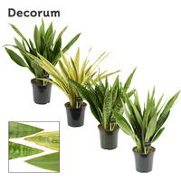 Sansevieria Aubrytiana Mix (Decorum)