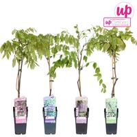 Wisteria in varieties