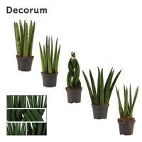 Sansevieria Cylindrica mix