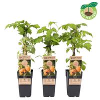 Rubus idaeus Fallgold