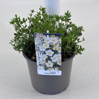 Potentilla frut. McKays White'