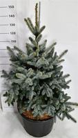 Picea pung. Blue Mountain