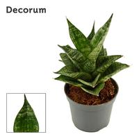 Sansevieria Erlandel Crown