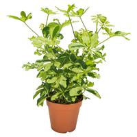 Schefflera Charlotte branched