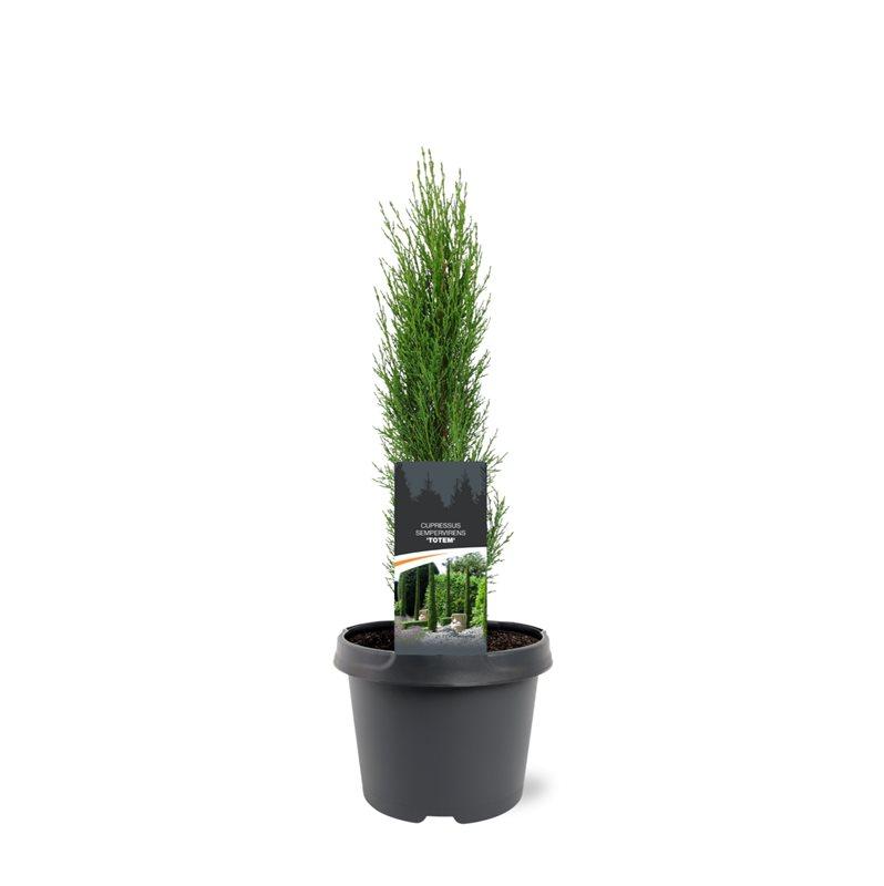 Afbeeldingen van Cupressus sempervirens Totem P19 (3 Ltr)