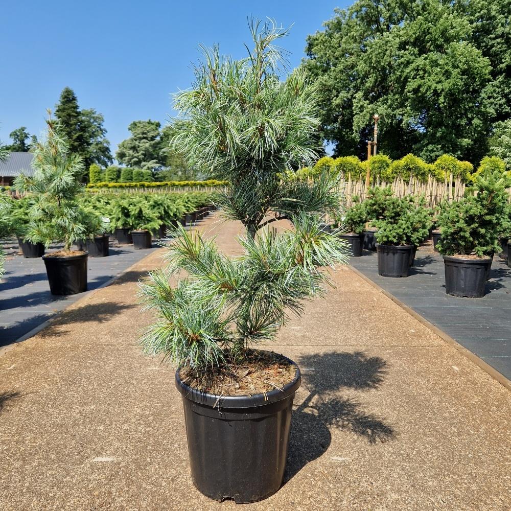 Picture of Pinus koraiensis Silveray C18 60/70