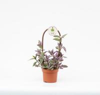Tradescantia Pink Climber