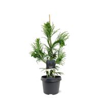 Cryptomeria jap. Cristata