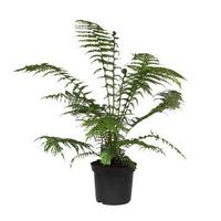 Dicksonia Antarctica (tasmanian tree fern)
