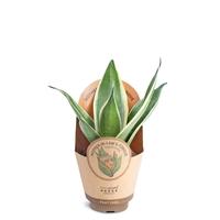 Sansevieria Silver
