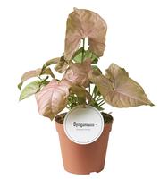 Syngonium Neon