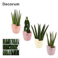Sansevieria Cylindrica Mix in Joa (Special moods-collection