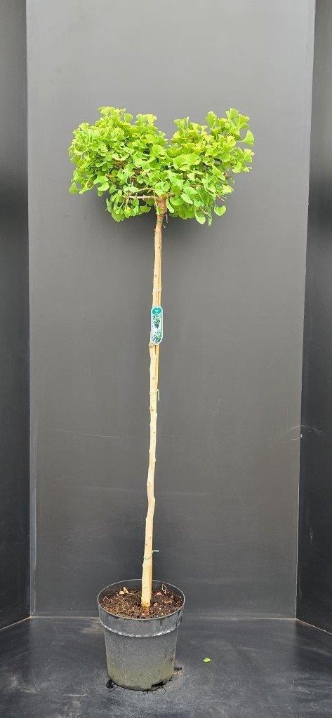 Afbeeldingen van Ginkgo biloba Mariken P29 (10 Ltr)
