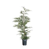 Cupressocyparis leylandii