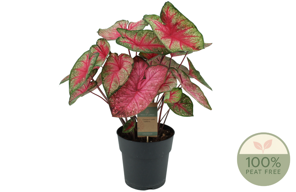 Picture of Caladium Party Punch XL P21 60CM