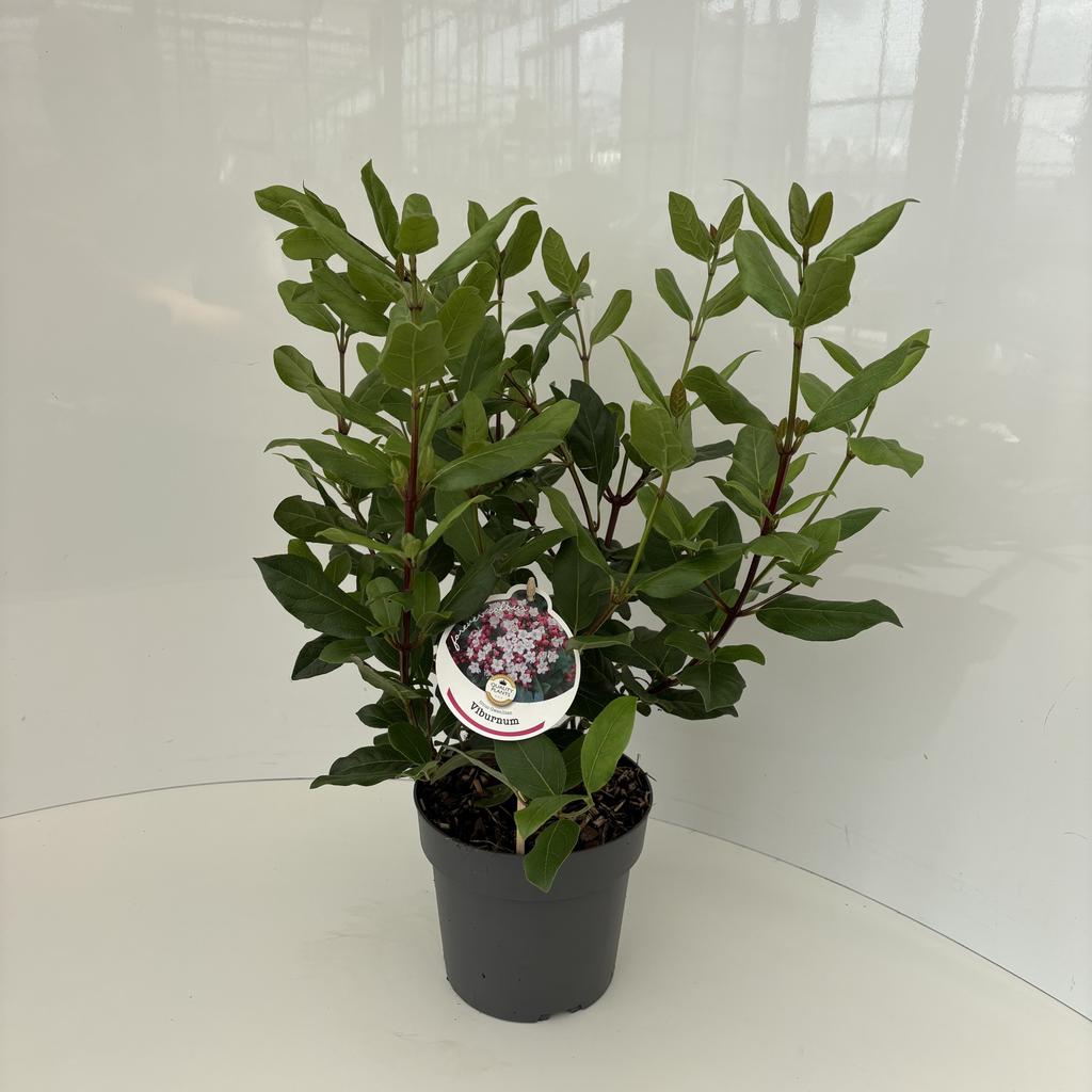 Picture of Viburnum tinus Gwenllian P17 (2 Ltr)