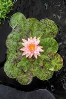 Nymphaea Colorado (3L.)