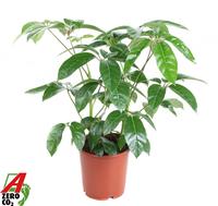 Schefflera Amata 2PP