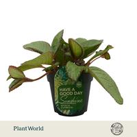 Episcia cupreata Tierra Menta