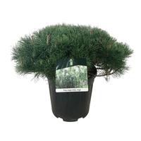 Pinus mugo mugo