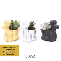 Succulent in varieties TRULY Balloon dog - NON-CITES
