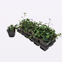 Hedera helix