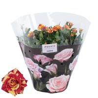 Rosa Excellent Liss Bowl