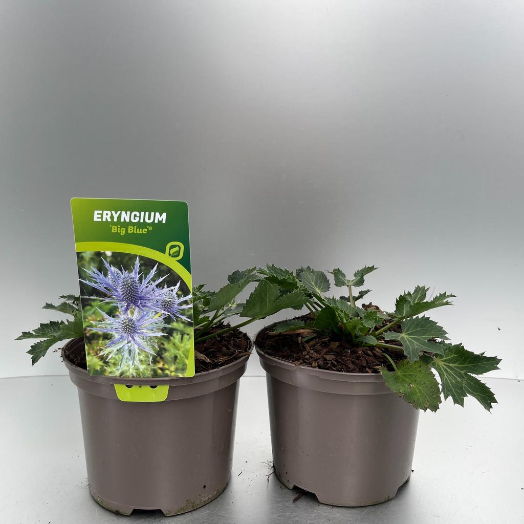 Picture of Eryngium Big Blue P17 (2 Ltr)