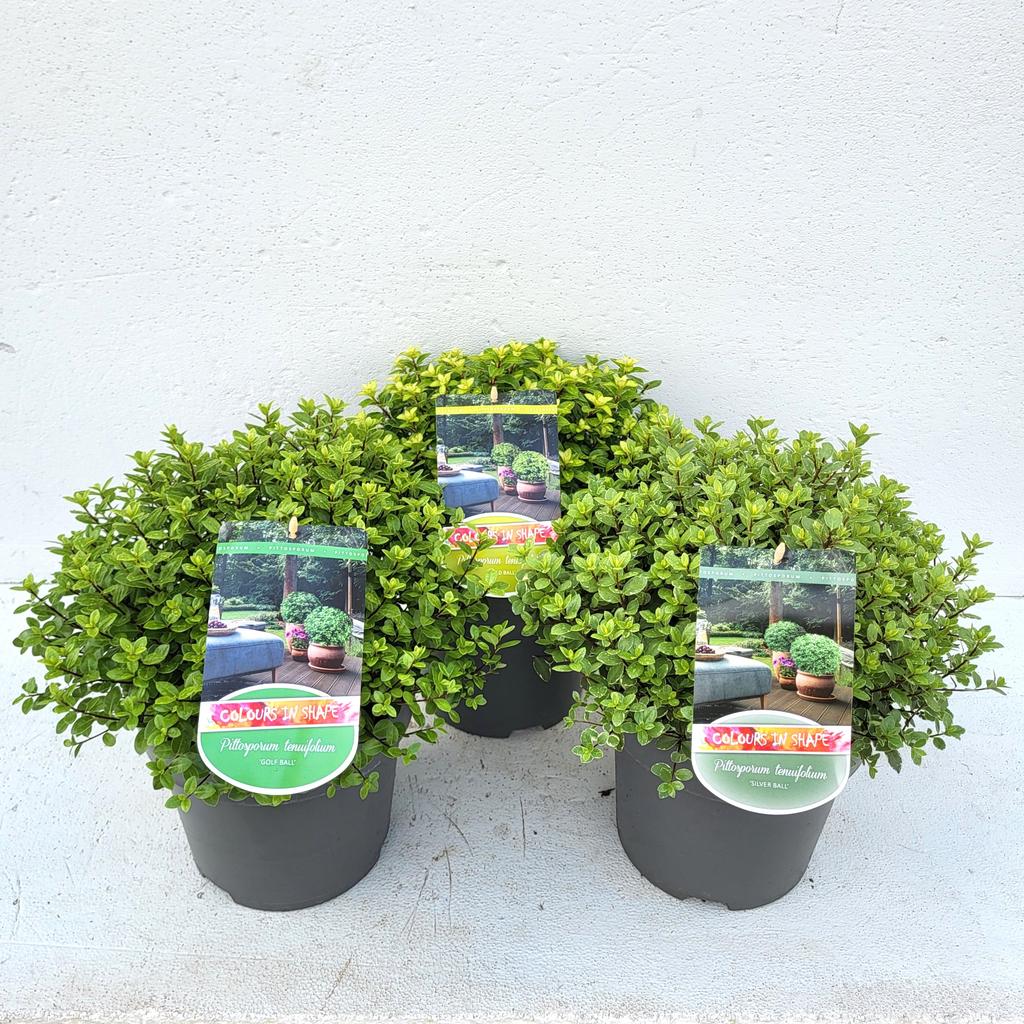 Picture of Pittosporum ten. in varieties P23 (5 Ltr) BALL