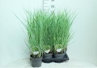 panicum virg. Prairie Sky