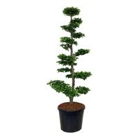 Carpinus betulus