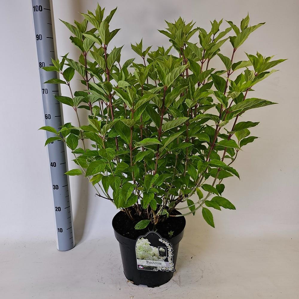 Picture of Hydrangea paniculata Phantom P29 (10 Ltr)