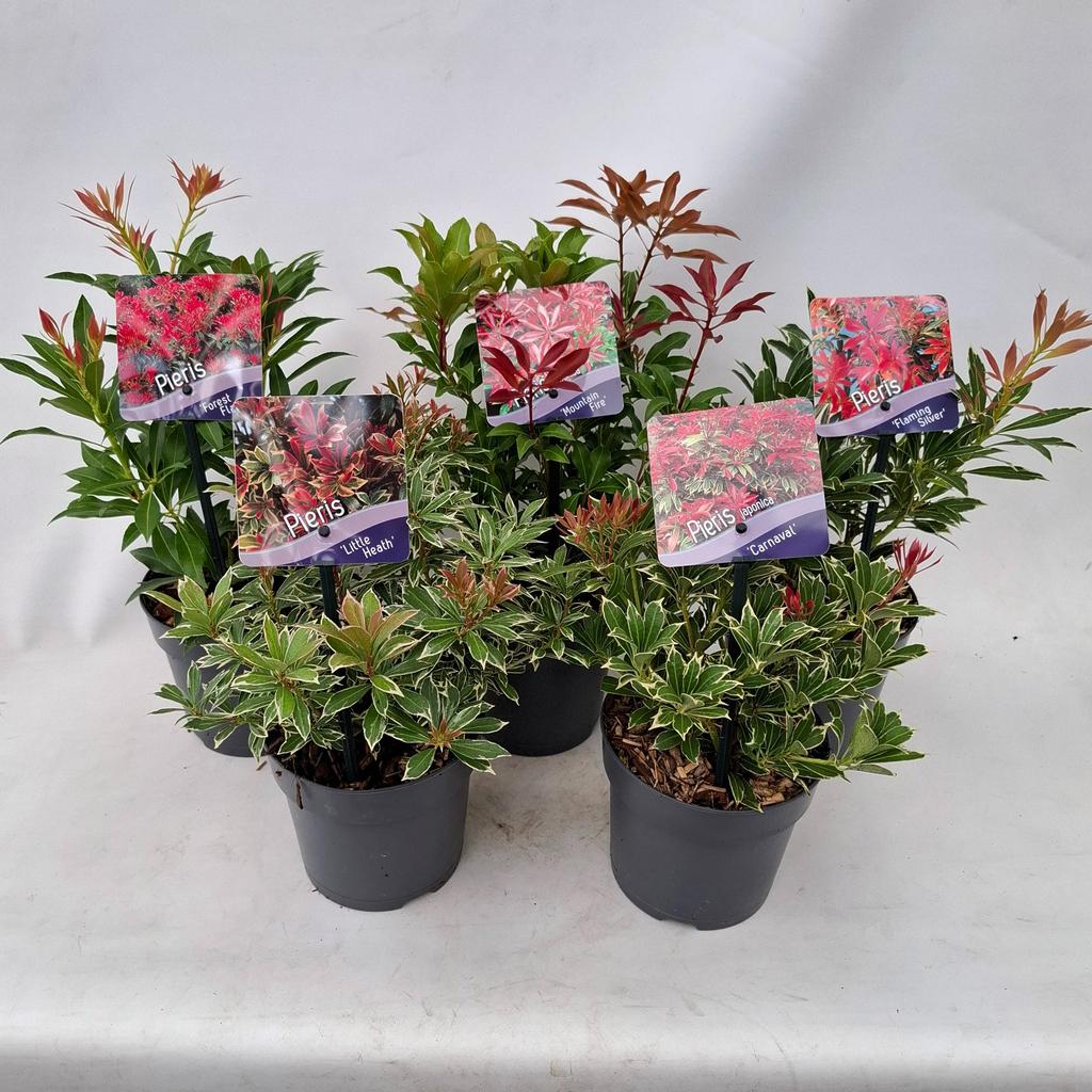 Picture of Pieris jap.in varieties P13