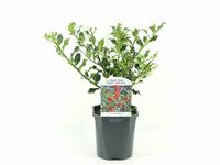 Ilex aq. Alaska